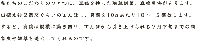 私たちのこだわりのひとつに、真鴨を使った除草対策、真鴨農法があります。田植え後２週間ぐらいの田んぼに、真鴨を10aあたり10～15羽放します。すると、真鴨は縦横に動き回り、田んぼから引き上げられる７月下旬までの間、害虫や雑草を退治してくれるのです。
	